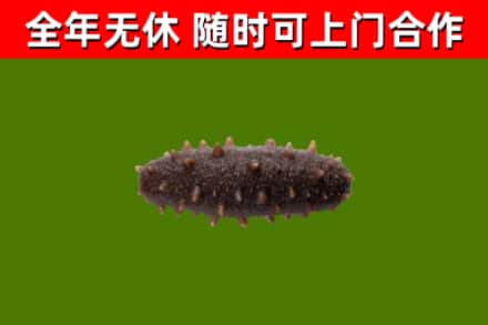 东莞烟酒回收干海参.jpg